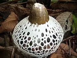 Phallus merulinus