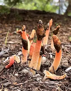 Phallus rugulosus