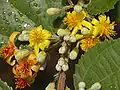 Fleurs