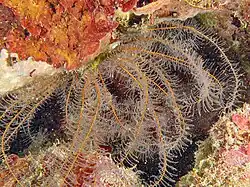 Phanogenia gracilis