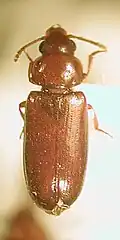 Pharaxonotha esperanzae
