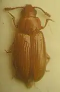 Pharaxonotha floridana