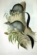 Phascogale tapoatafa