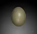 Œuf de  Phasianus colchicus  - Muséum de Toulouse