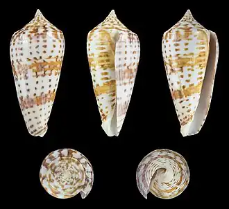 Description de l'image Phasmoconus lynceus 01.jpg.