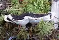 Phellodon melaleucus