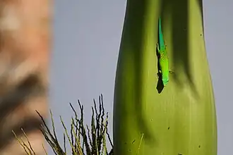 Phelsuma andamanense