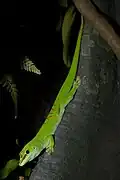 Phelsuma grandis