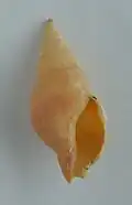 Phenatoma zealandica.