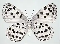 Phengaris albida