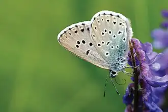Phengaris arion