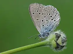 Phengaris rebeli