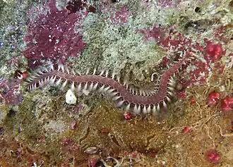 Pherecardia striata, un Amphinomidae