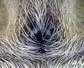 Phidippus clarus (en)
