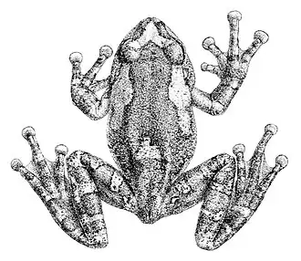Description de l'image Philautus jerdonii.jpg.