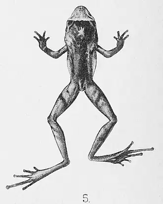 Description de l'image Philautus kempii.jpg.