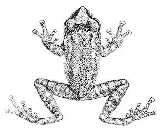 Description de l'image Philautus signatus.jpg.