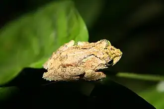 Description de l'image Philautus tectus (7178417160).jpg.