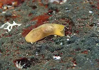 Philine rubrata