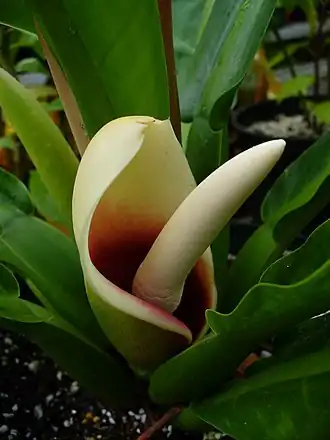 Description de l'image Philodendron martianum.jpg.