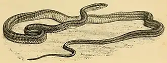 Description de l'image Philodryas psammophidea.jpg.