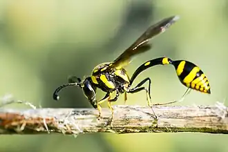Phimenes flavopictus