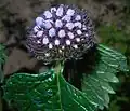 Inflorescence en boutons.