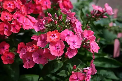 'Coral_Flame'.