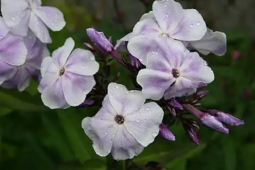 'Prospero'.