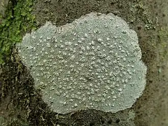Thalle de Phlyctis agelaea&nbsp;(sv) recouvert d'apothécies enfoncées dans des verrues fructifères sorédiées-pulvérulentes.