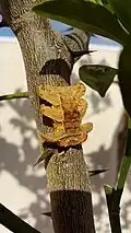 Phobetron pithecium sur une branche d'oranger