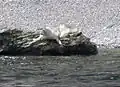 Phoque commun (Phoca vitulina) près de Cap Gaspé