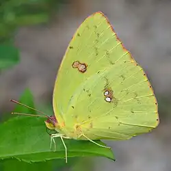 Phoebis philea
