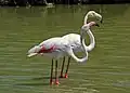 Flamant rose