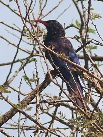 Description de l'image Phoeniculus damarensis granti 190391376.jpg.