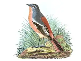 Description de l'image Phoenicurus alaschanicus (cropped).JPG.