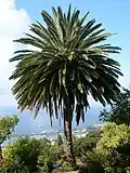 Phoenix canariensis.