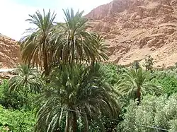 Phoenix dactylifera