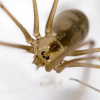 Description de l'image Pholcus.phalangioides.6909.jpg.
