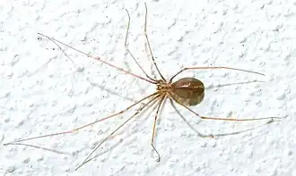 Description de l'image Pholcus opilionoides.jpg.