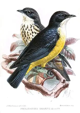 Poeoptera sharpii