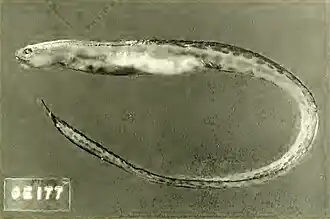 Description de l'image PholidichAnguisHolotype.jpg.