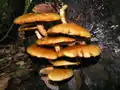 Pholiota aurivella