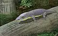 Phonerpeton