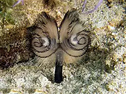 Phoronis australis, un ver phoronidien.