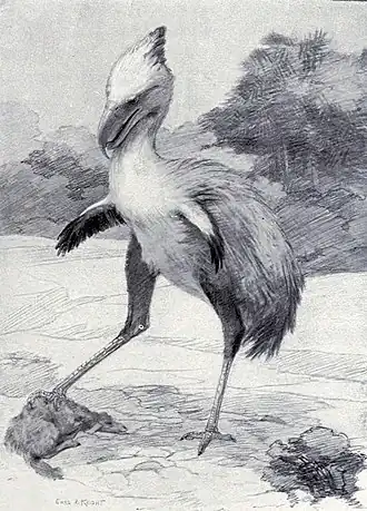 Description de l'image Phorusrhacos.jpg.