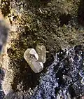 Phosgénite - Baie de Thorikos, Grèce - (XX1.6&nbsp;mm)
