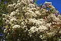 Inflorescences.