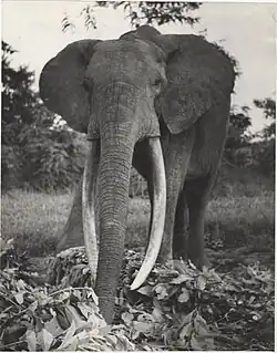Le plus grand éléphant vivant au Centre de domestication des éléphants de Gangala na Bodio