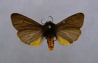 Écaille funèbre(Epatolmis luctifera)